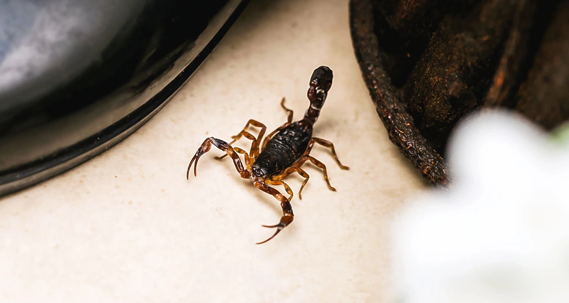 Scorpion Treatment banner