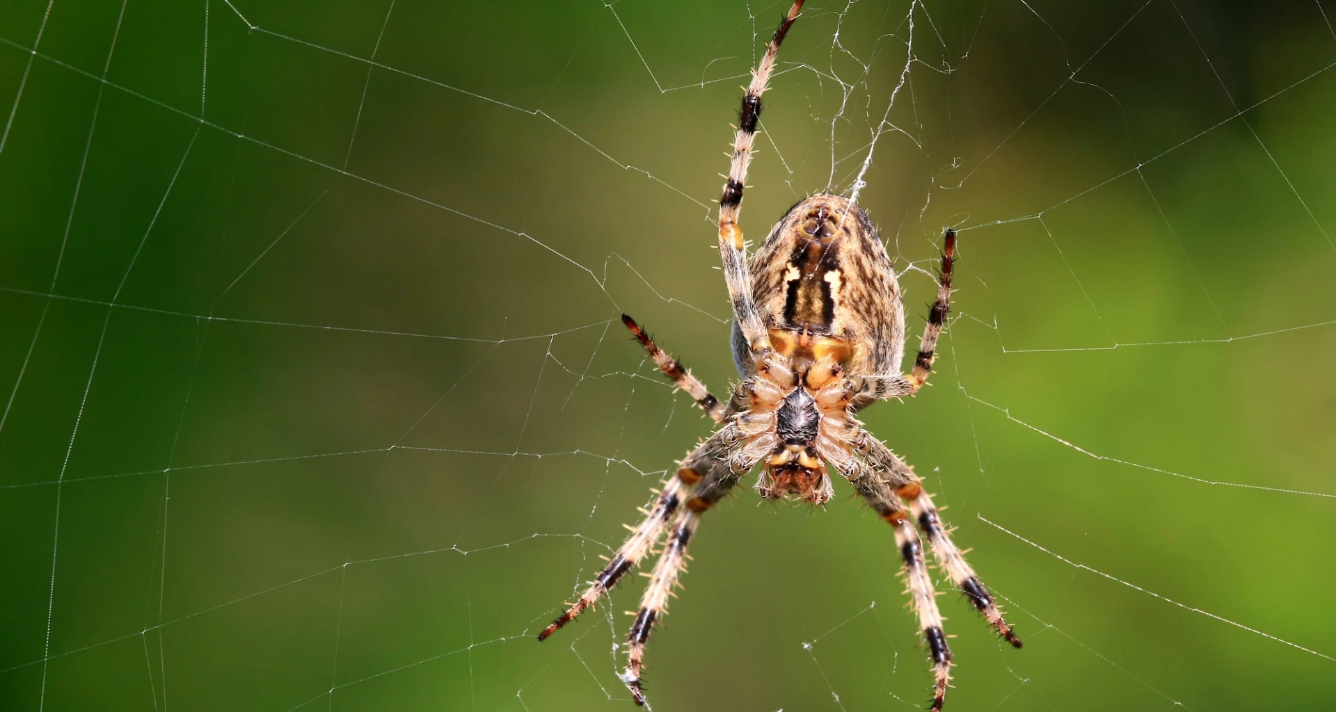 Spider Control banner