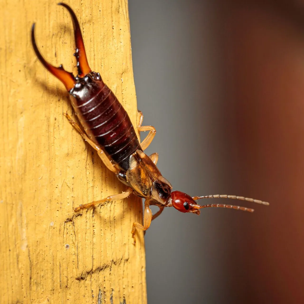 Earwigs banner