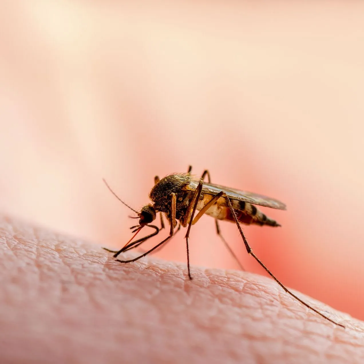 Mosquitoes banner