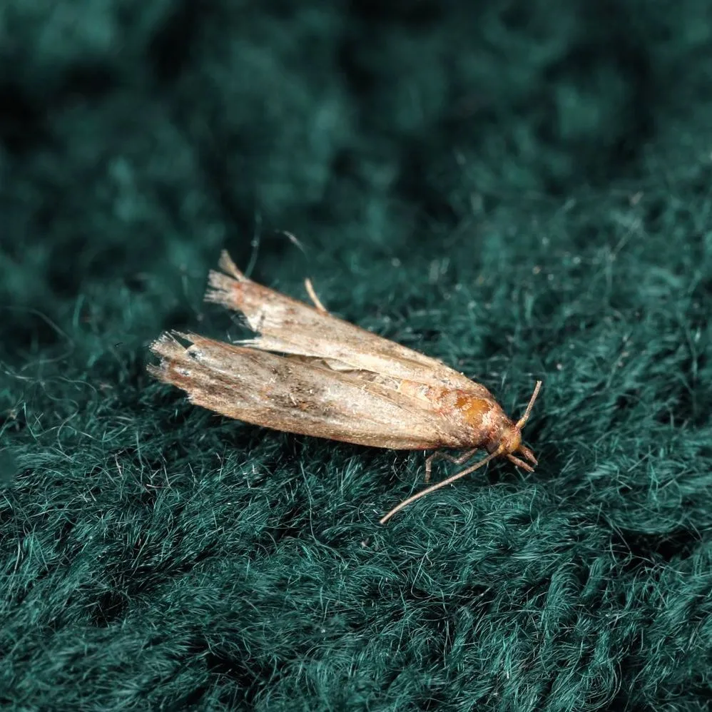 Moths banner
