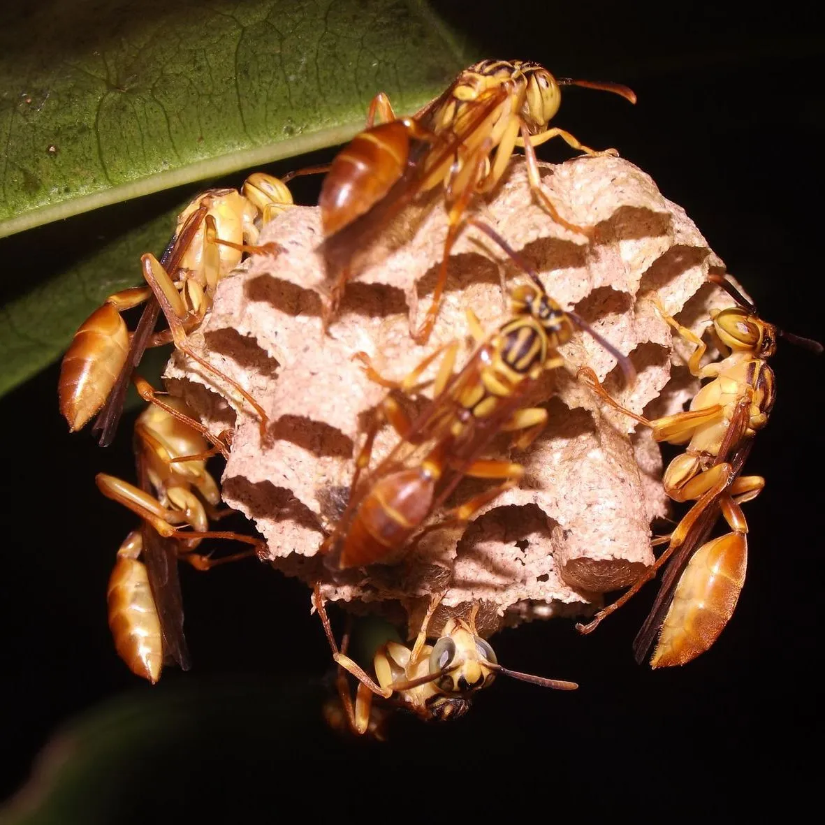 Paper Wasp banner