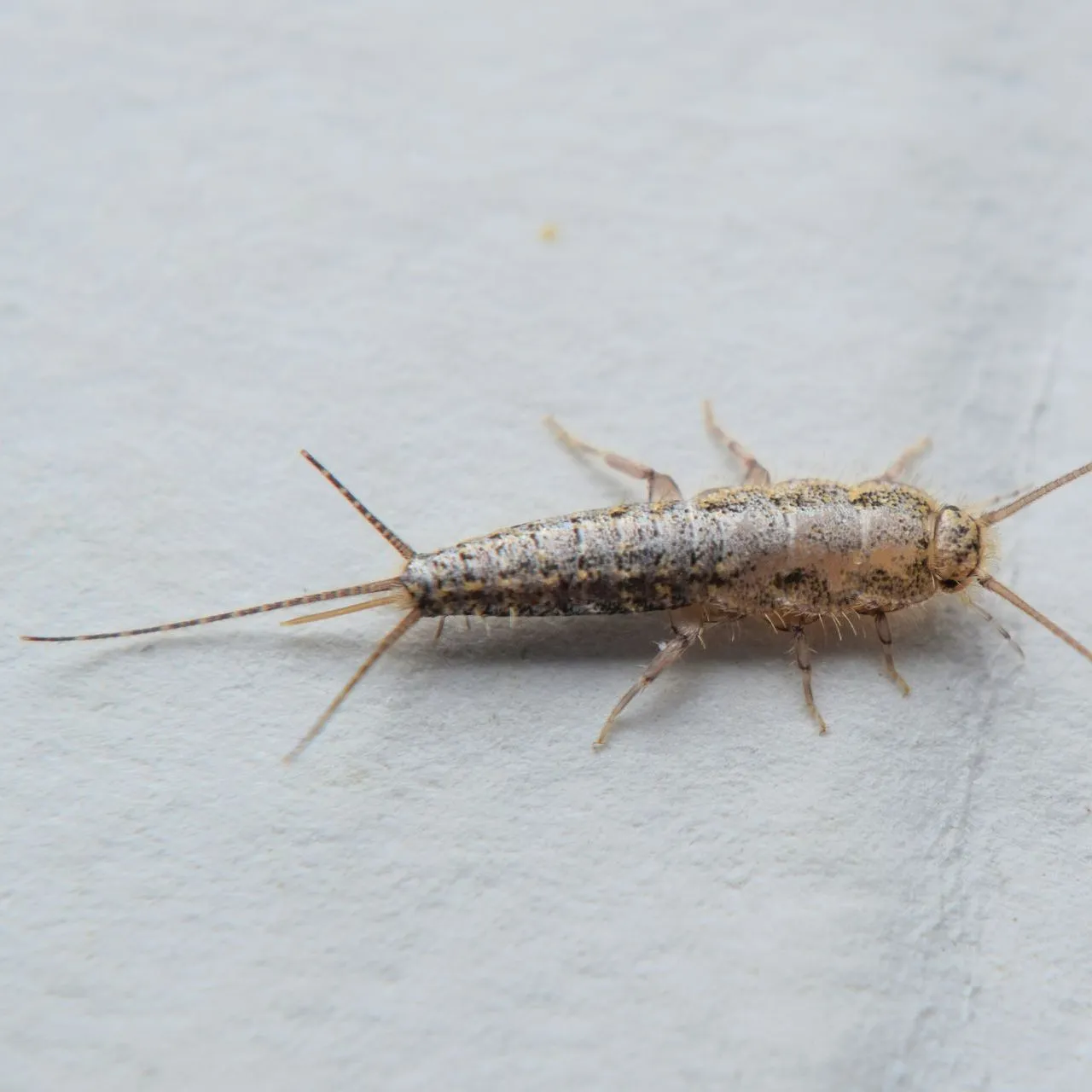 Silverfish banner