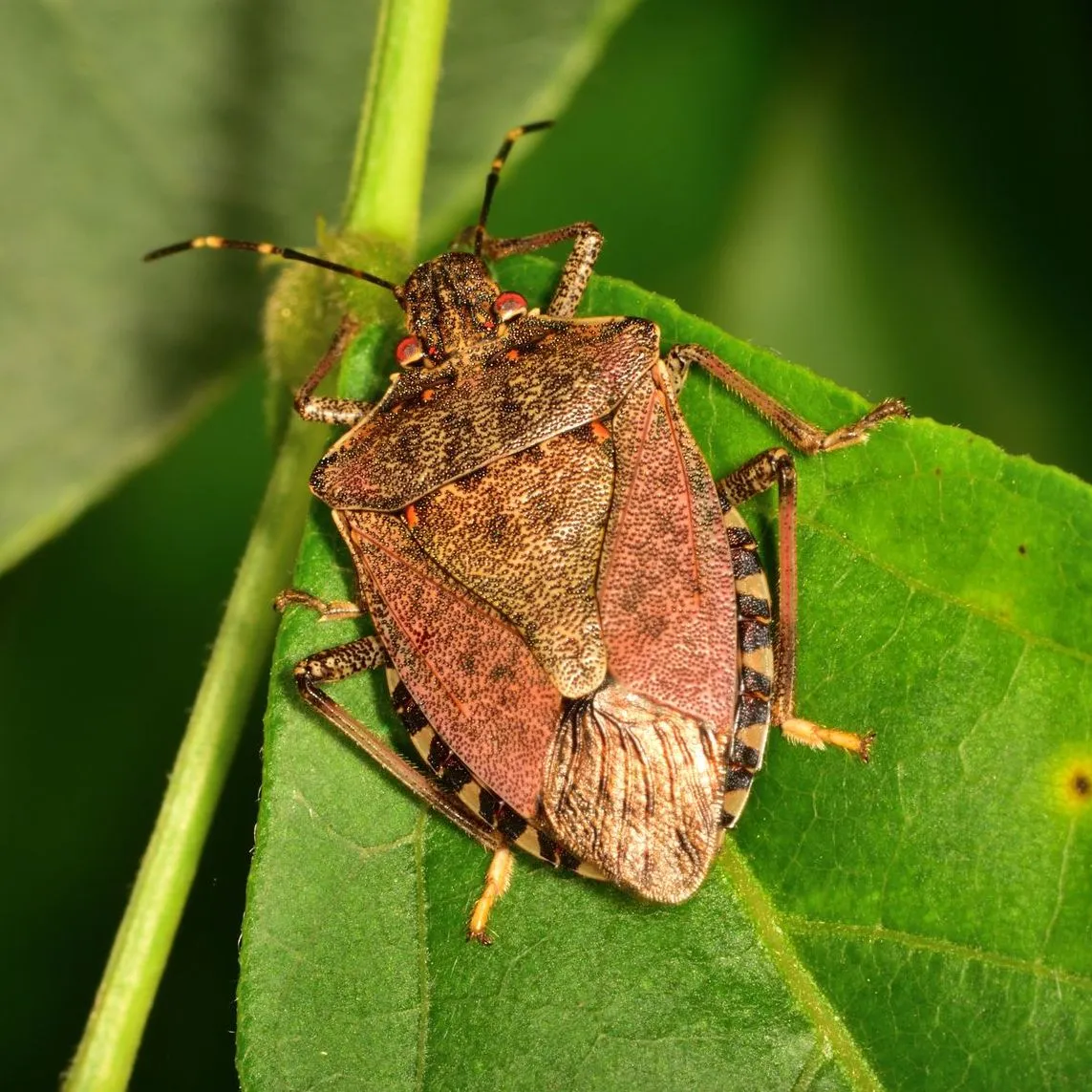 Stinkbugs banner