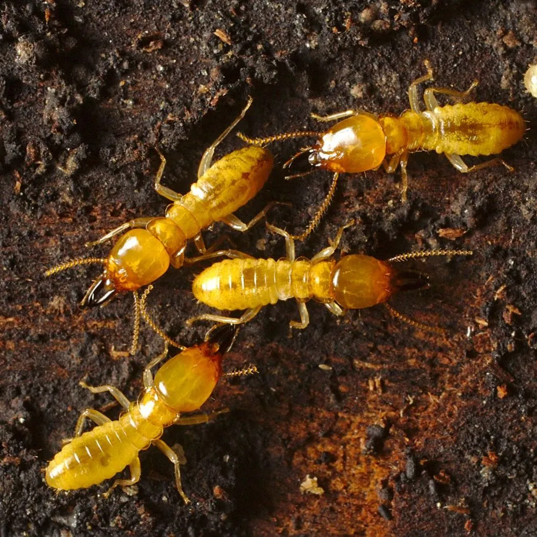 Termites banner