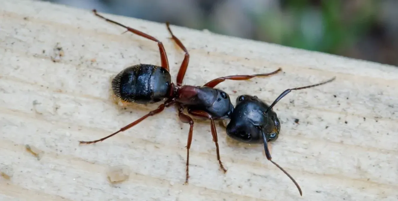 Ants banner