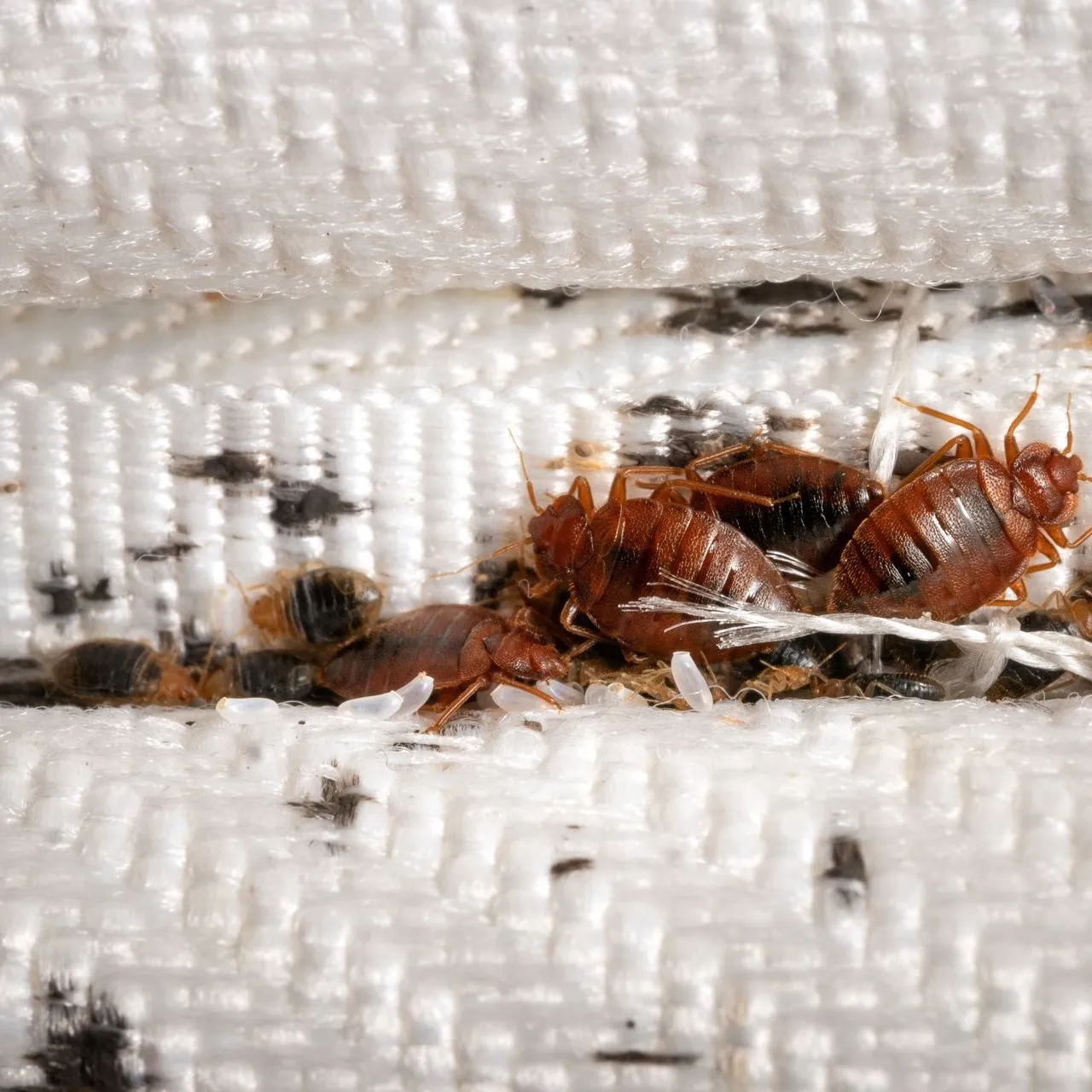 Bed Bugs banner