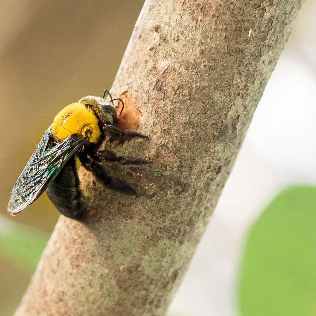 Bees banner