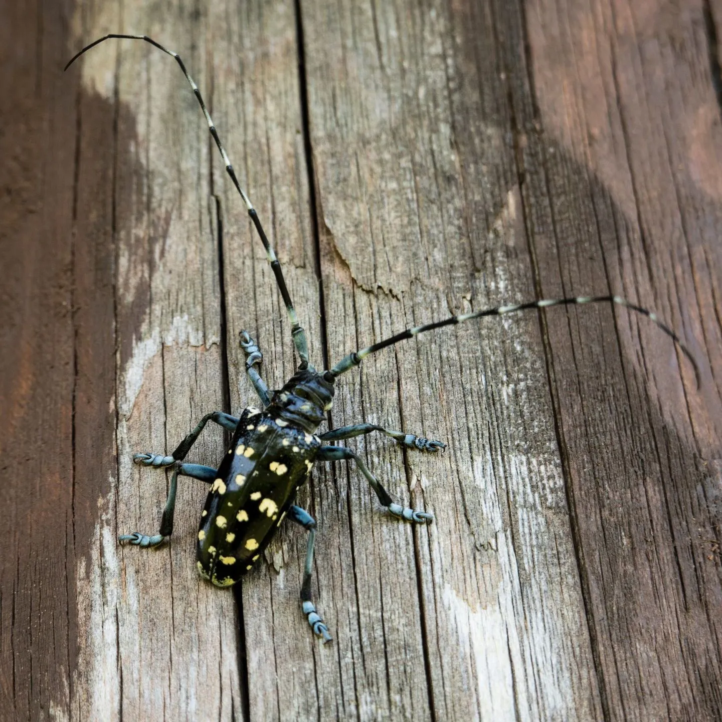Beetles banner
