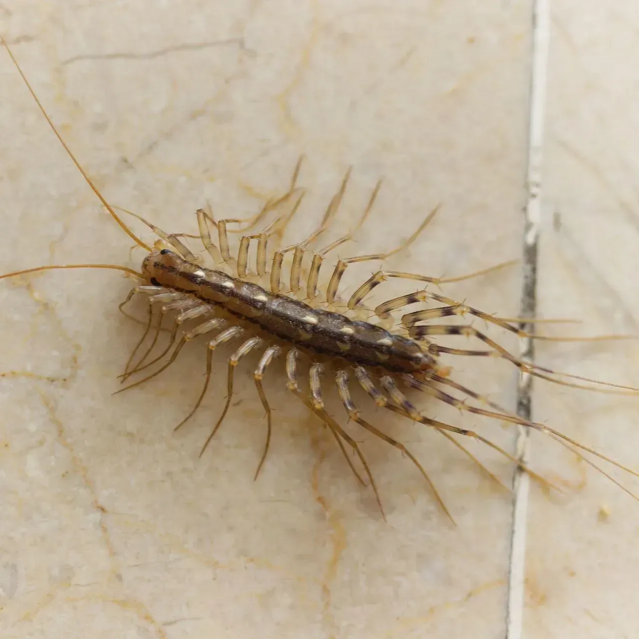 Centipedes banner