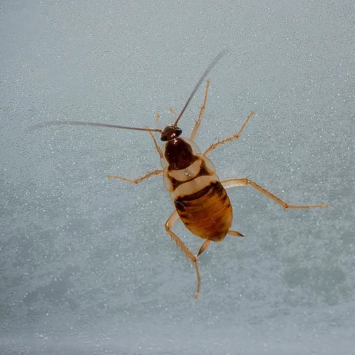 Cockroaches banner