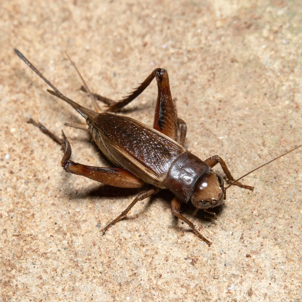 Crickets banner