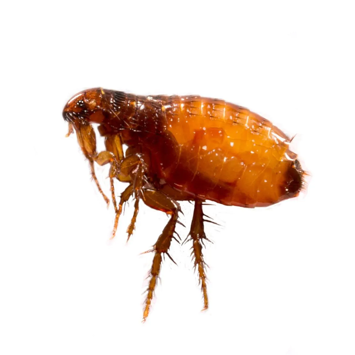 Fleas banner