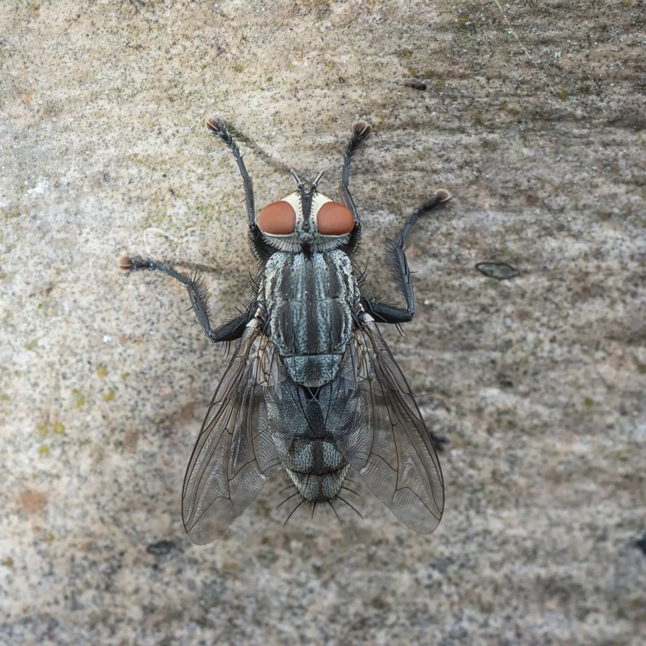 Flies banner