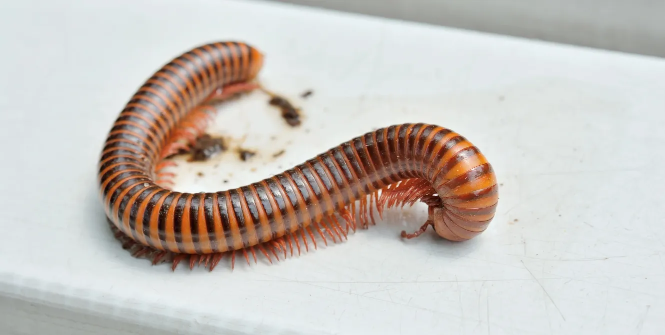 Millipedes banner