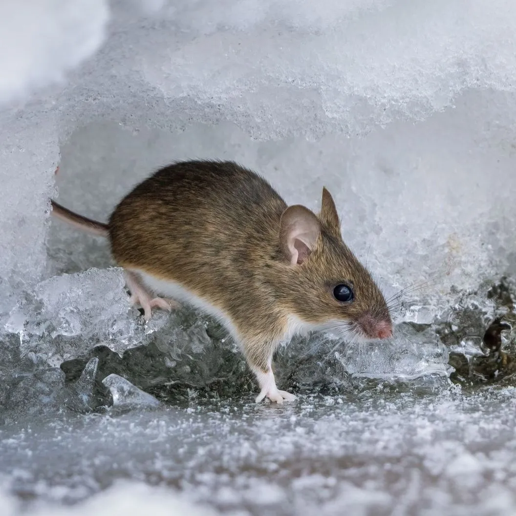 Rodents banner