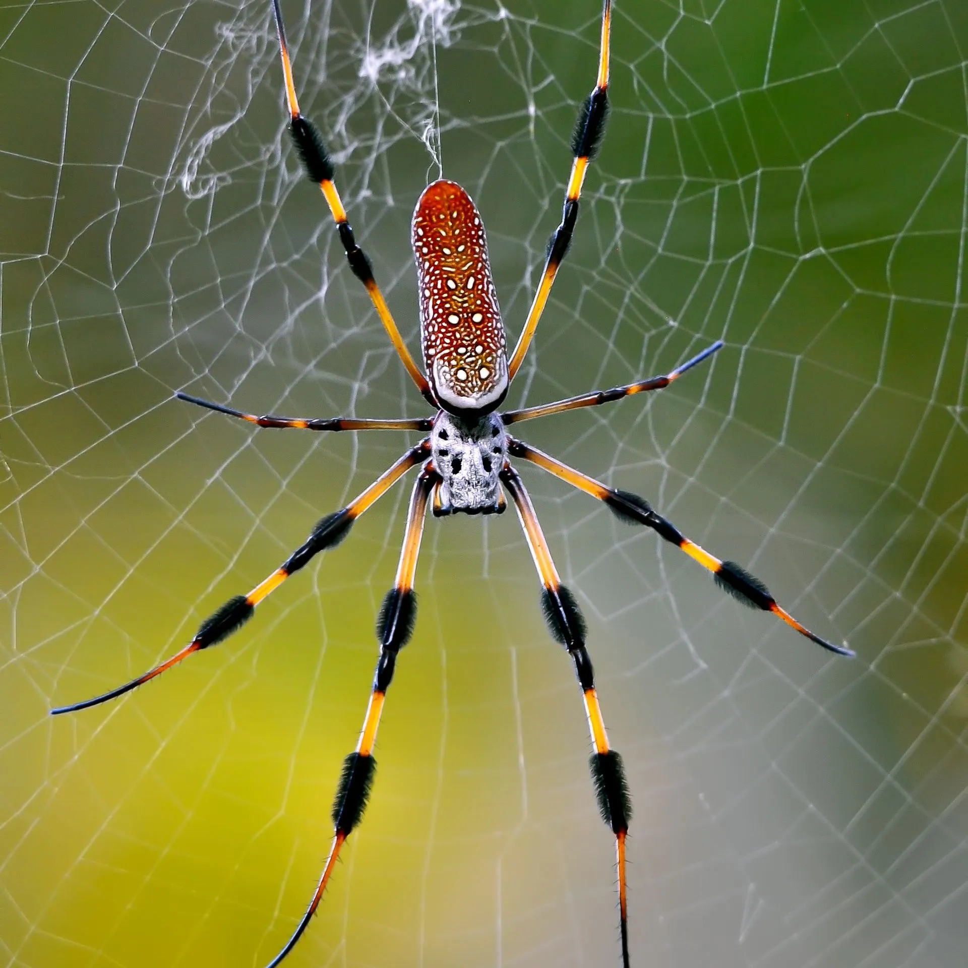 Spiders banner