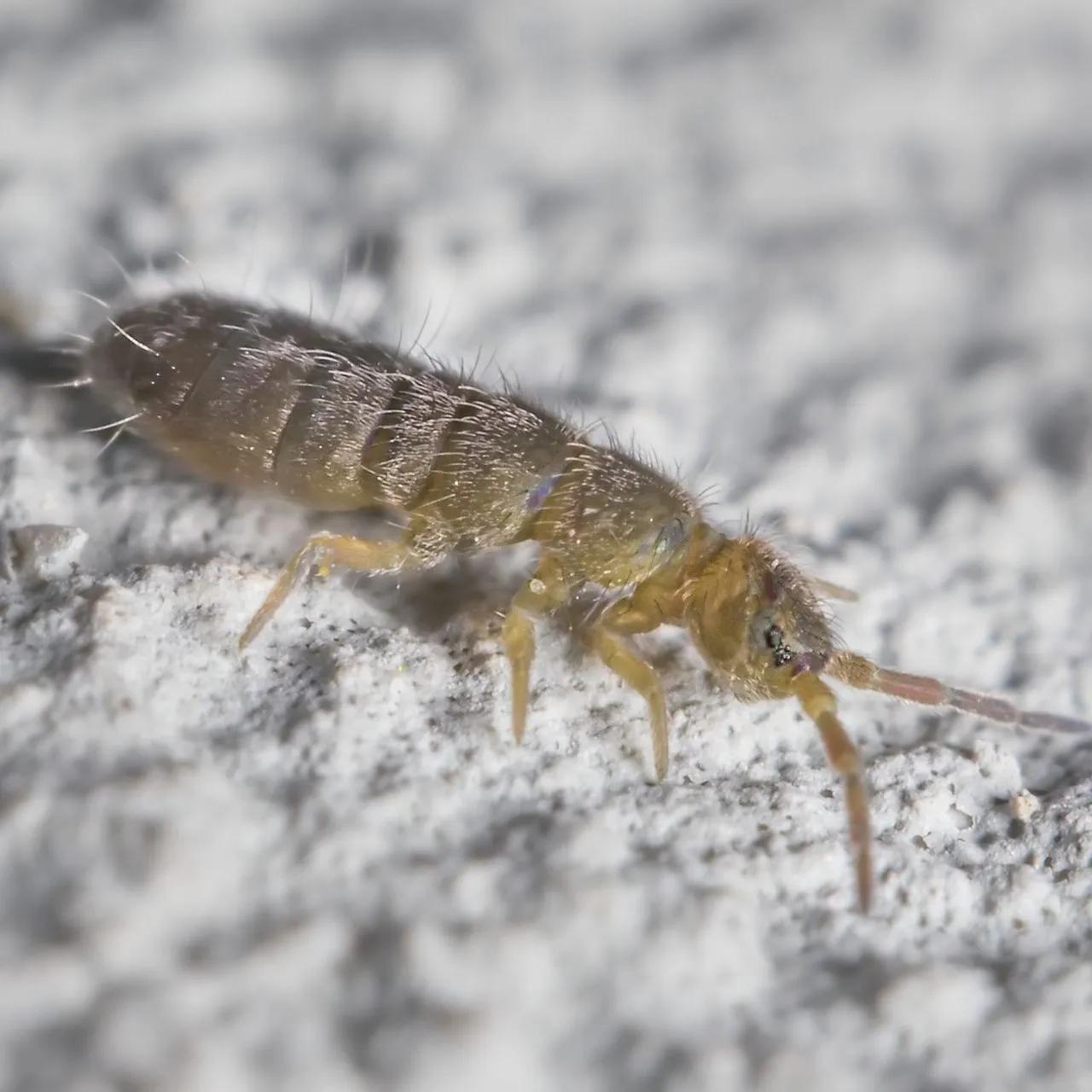 Springtails banner