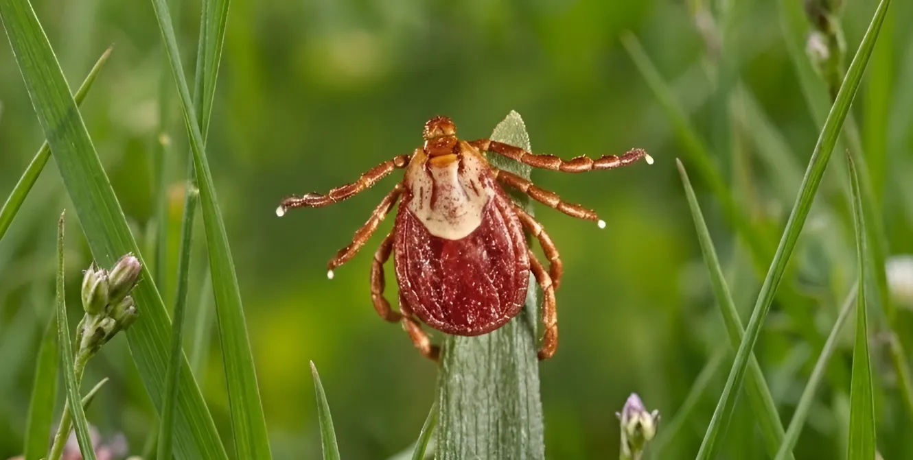 Ticks banner